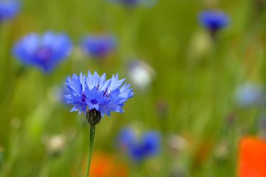 Wild cornflower clipart