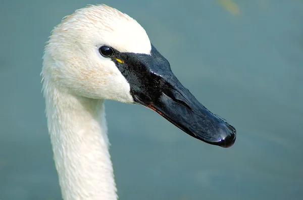 Cisne assobiador — Fotografia de Stock
