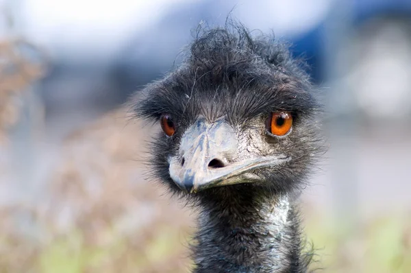 Olá, sou um avestruz. — Fotografia de Stock