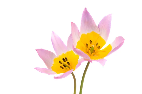 Flor de primavera — Foto de Stock