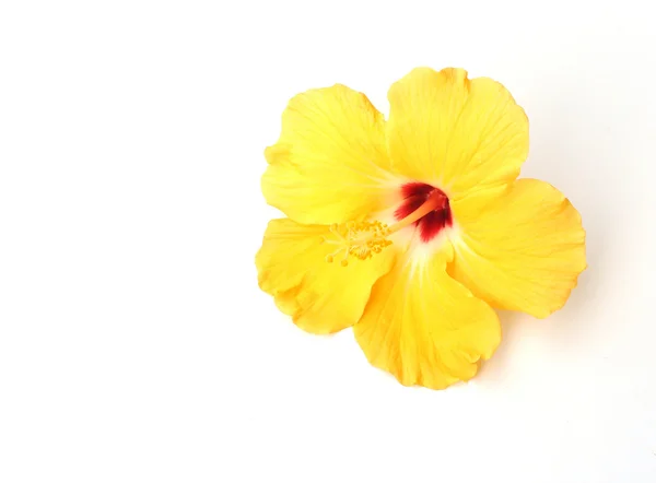 Gyllene hibiscus — Stockfoto