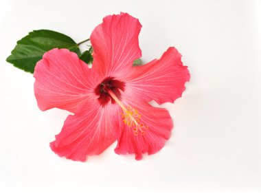 Coral Hibiscus Flower clipart