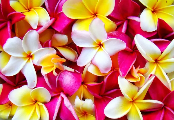 Multi gekleurde plumeria blossoms — Stockfoto