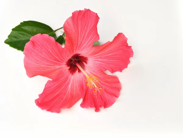Koraal hibiscus bloem — Stockfoto