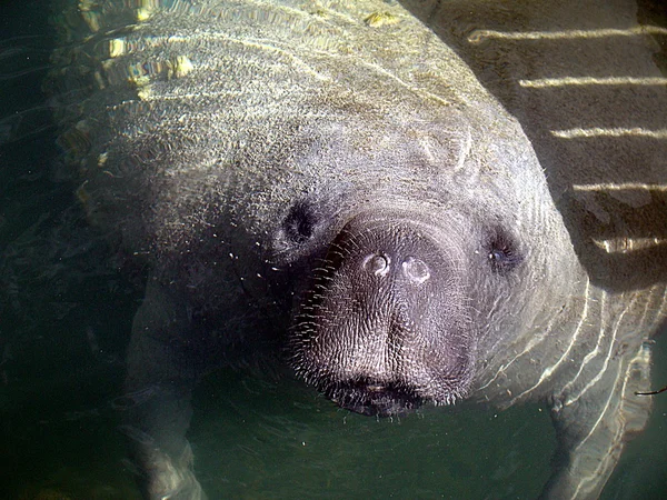 Retrato de manatí — Foto de Stock