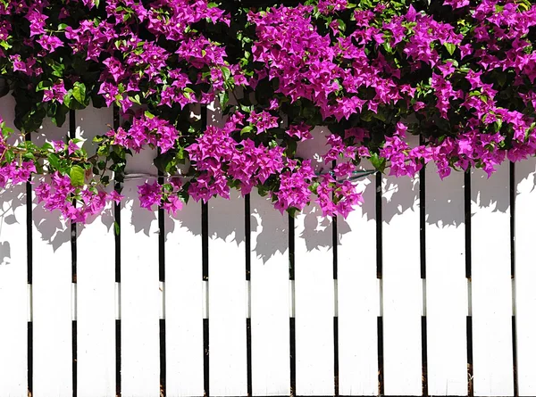 Bílý plaňkový plot s bougainvilla — Stock fotografie