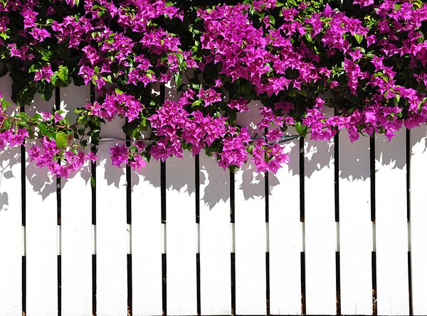 White Picket Fence With Bougainvilla