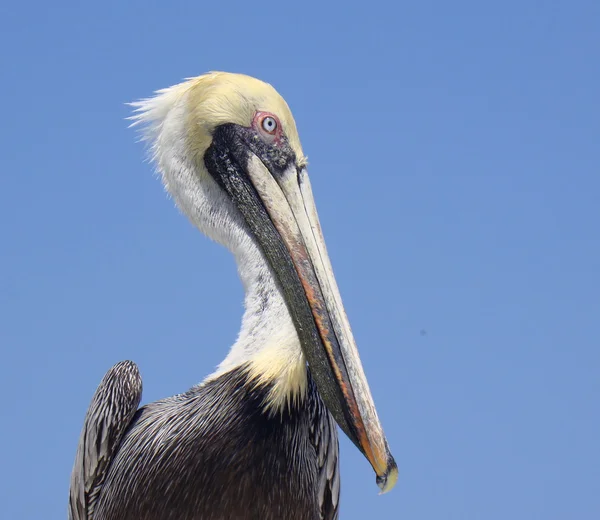 Ritratto pelicano — Foto Stock