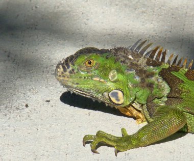 Yeşil iguana portre