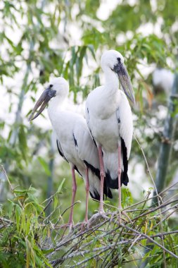 Asya openbill leylek