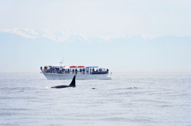 British Columbia Whale Watching clipart