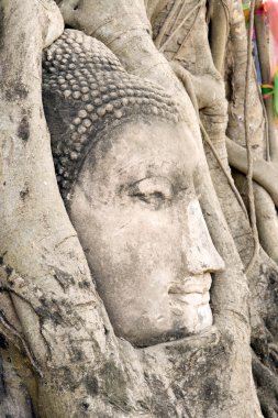 Buddha Head in Tree Roots clipart