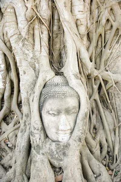 Wat Mahatat — Foto Stock