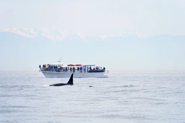 stock image British Columbia Whale Watching