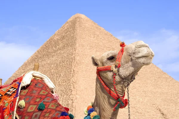 Egyptská velbloud — Stock fotografie
