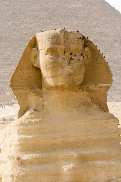 Grand sphinx — Photo