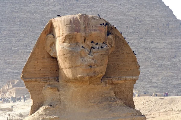 Giza Sphinx — Stock Photo, Image
