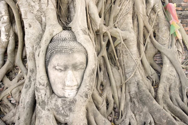 Buddhova hlava v kořenech stromů. — Stock fotografie