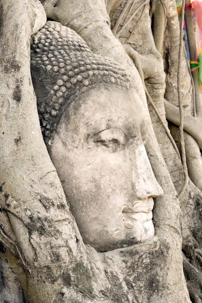 Testa di Buddha nelle radici degli alberi — Foto Stock