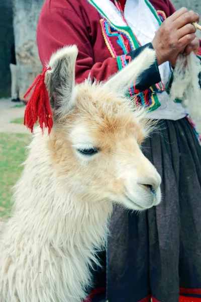 Lama peruano — Fotografia de Stock