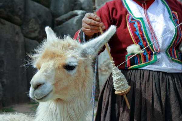 Peruvian Lama — Stock Photo, Image