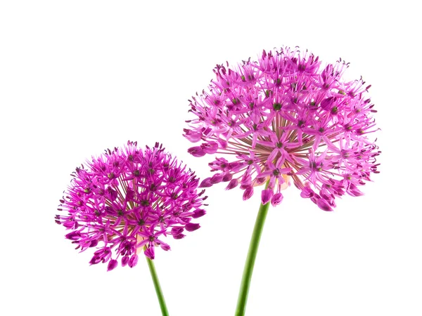 Allium paarse sensatie bloem — Stockfoto