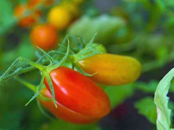 Tomatoes on the Vine — Stock Photo, Image