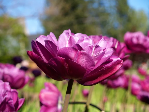 Close-up van paarse bloemen — Stockfoto