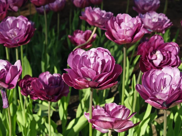 Close up of purple flowers — Stock Photo, Image