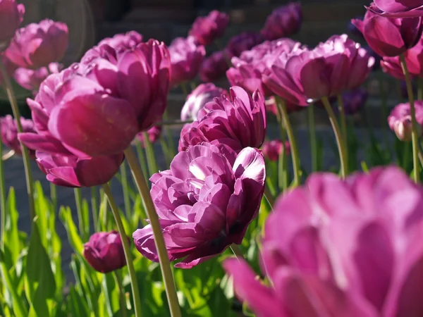 Blisko purpurowe kwiaty — Zdjęcie stockowe
