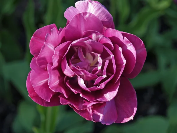 Close up de flores roxas — Fotografia de Stock