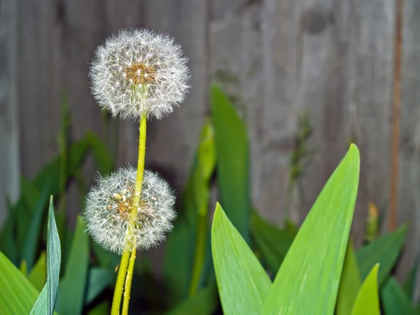 Dandelion close up with a green and gray — Stock Photo, Image