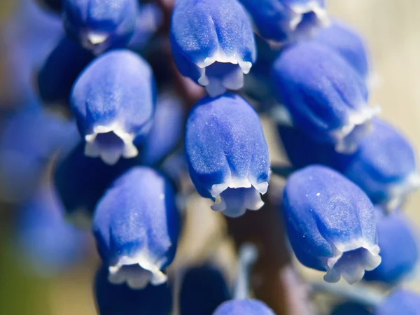 Tiny Blue Bell Fleurs — Photo