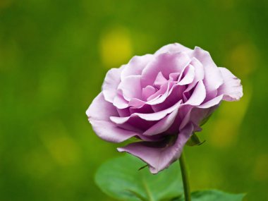 Purple rose blooming in a garden setting clipart