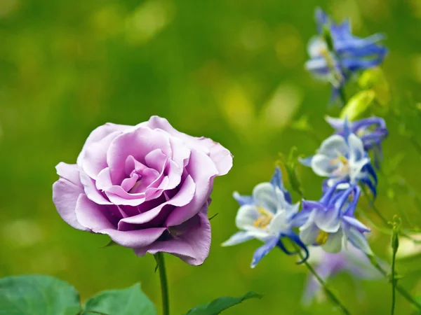 Rosa viola che fiorisce in un ambiente del giardino — Foto Stock