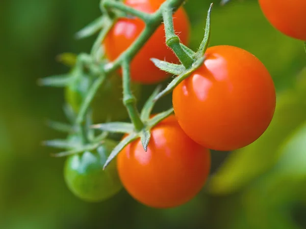 Rode rijpe tomaten op de wijnstok — Stockfoto