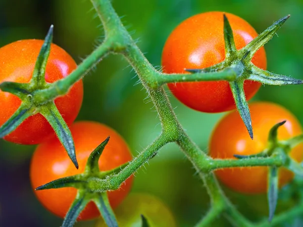 Red Ripe Tomatoes on the Vine — Stock Photo, Image