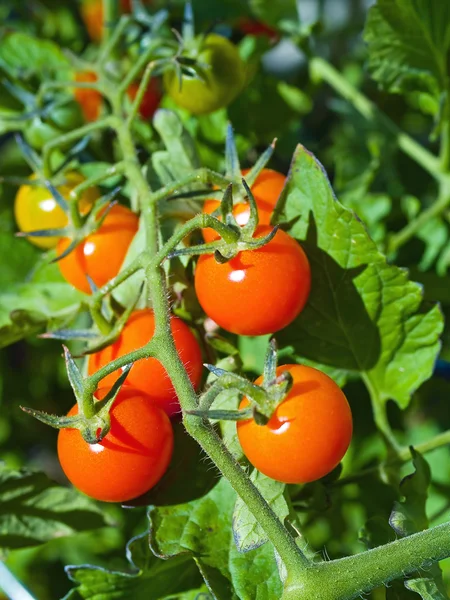 Κόκκινες ώριμες ντομάτες στην άμπελο — Φωτογραφία Αρχείου