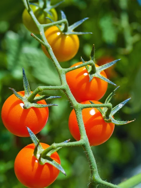 Pomodori rossi maturi sulla vite — Foto Stock