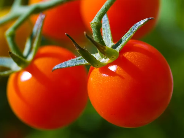 stock image Red Ripe Tomatoes on the Vine