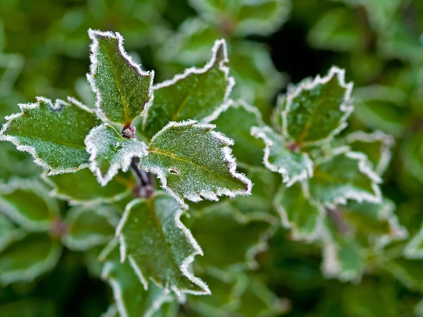 霜覆盖叶子 — 图库照片