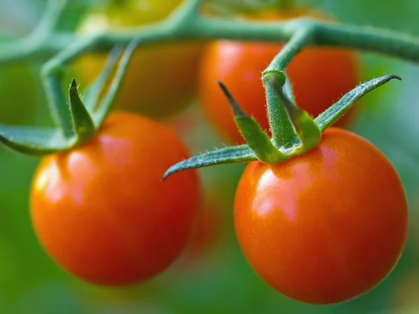 Tomatoes on the Vine — Stock Photo, Image