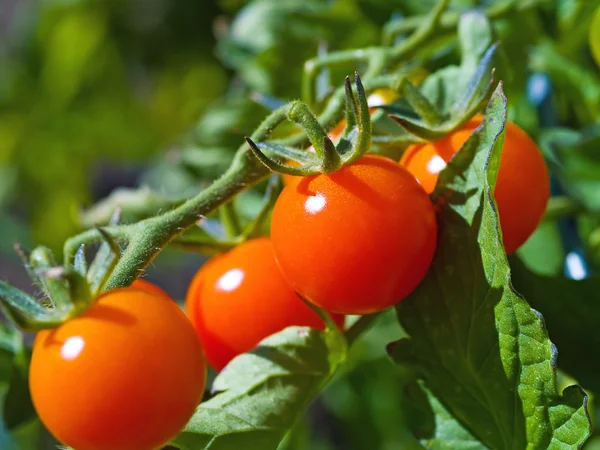 Röda mogna tomater på rankan — Stockfoto