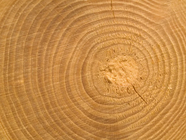 Trä center makro visar ringar och Detaljer — Stockfoto