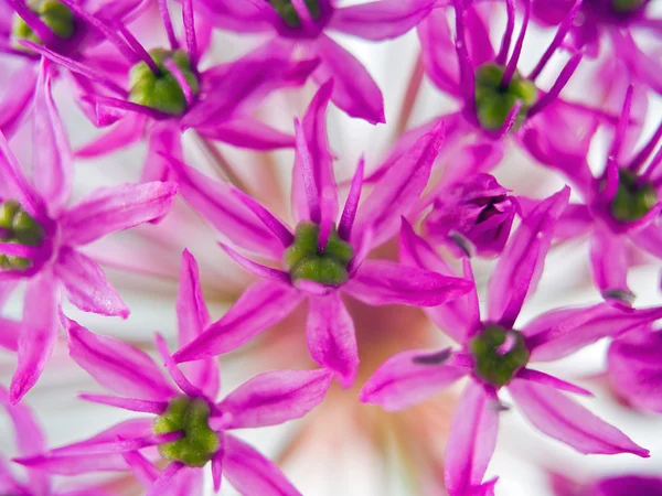 Primeros planos macro de una flor de Allium en flor — Foto de Stock