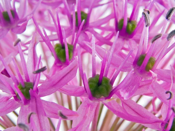 Primeros planos macro de una flor de Allium en flor —  Fotos de Stock