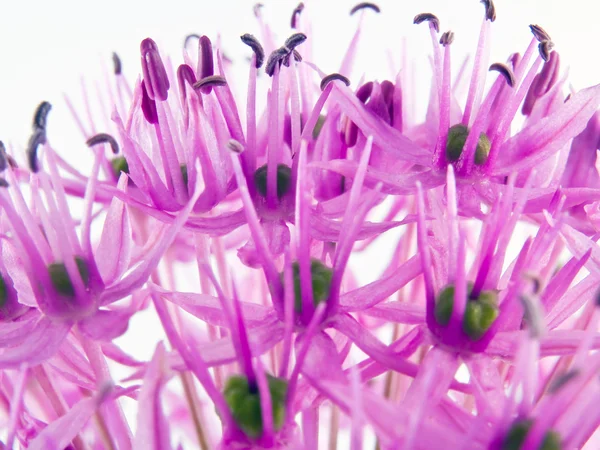 Μακροεντολή closeups της μια allium Αγριολούλουδο στην άνθιση — Φωτογραφία Αρχείου