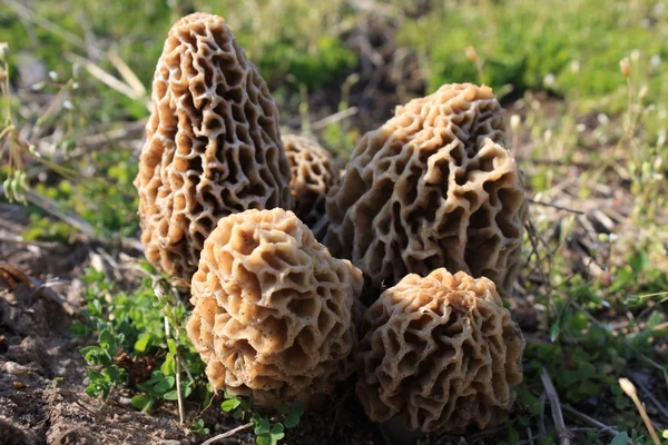 Morel Mushrooms — Stock Photo, Image