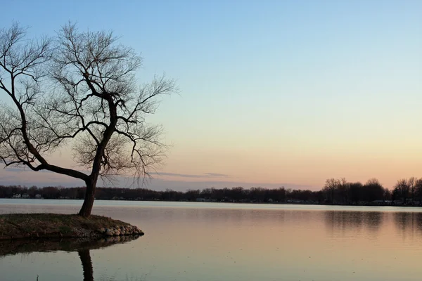 stock image Single Tree over Water