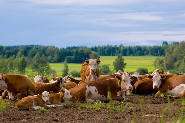 stock image Cows